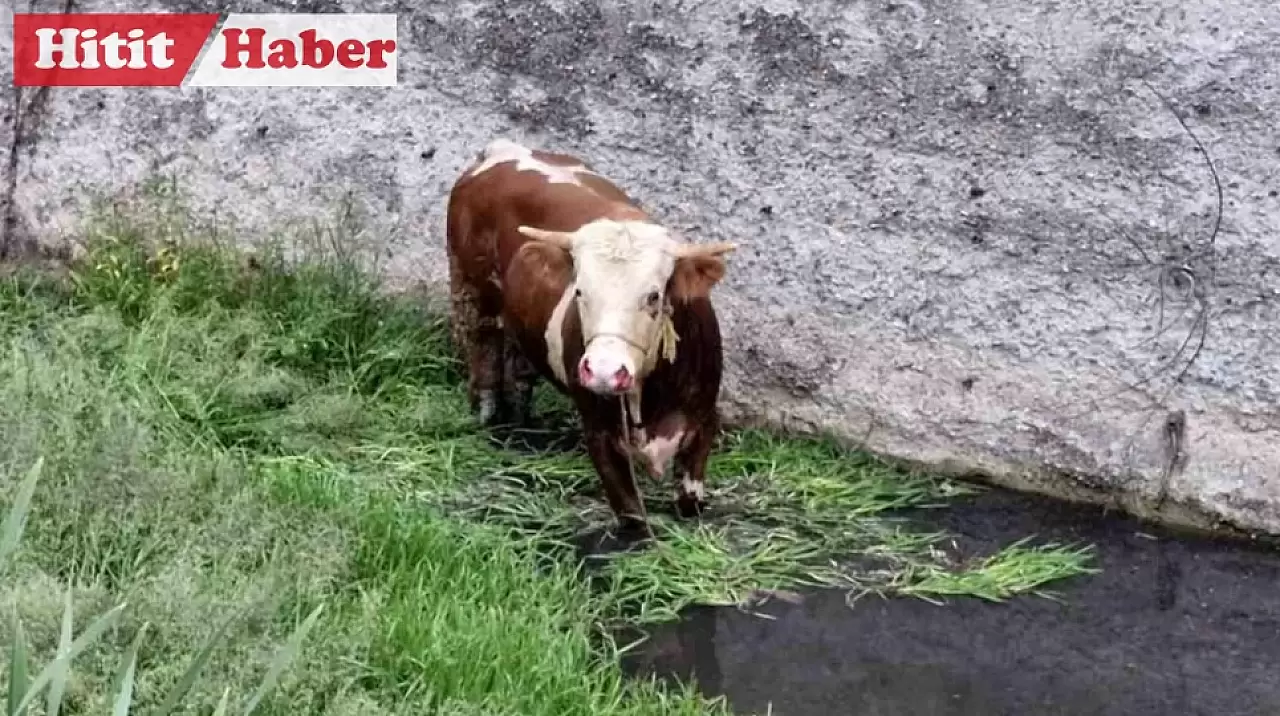 Kaçan Kurbanlık Alaca Deresinde Mahsur Kaldı, İtfaiye Kurtardı!