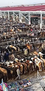 2025 Yılı Besilik Sığır İthalatı Başvuruları Başladı!