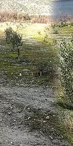 "Aşağızeytin Köyü'nde Zeytin Verimini Artıran Proje Kışlık Bakımları Tamamlandı"