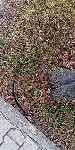 "Şakalaşırken Oldu" Dedi, Kavga Çıktı!