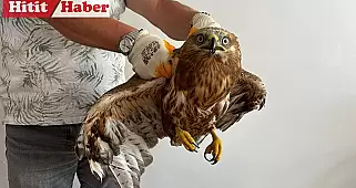 Sungurlu'da Yaralı Kızıl Şahin Tedavi Altına Alındı, Doğaya Geri Dönüşü Yakın!