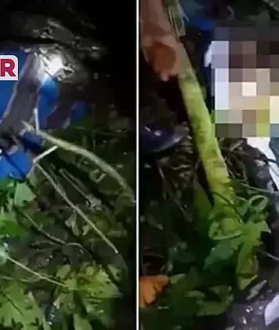 Endonezyalı Çiftçi, Dev Piton Tarafından Öldürülüp Yutuldu!