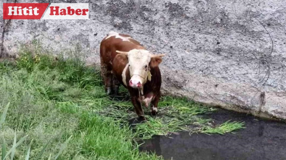 Kaçan Kurbanlık Alaca Deresinde Mahsur Kaldı, İtfaiye Kurtardı!